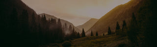 A forest on the mountainside.