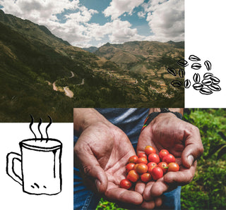 A collage of images of a Peruvian coffee field.
